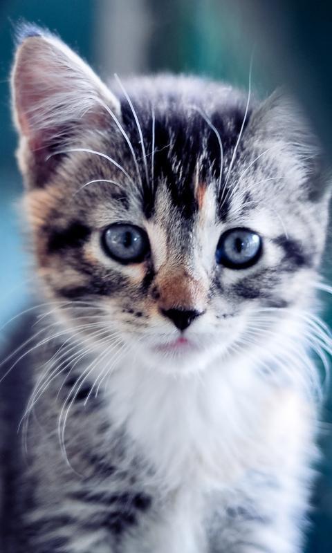 Baby Cat