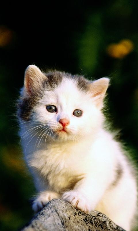 Baby Cat