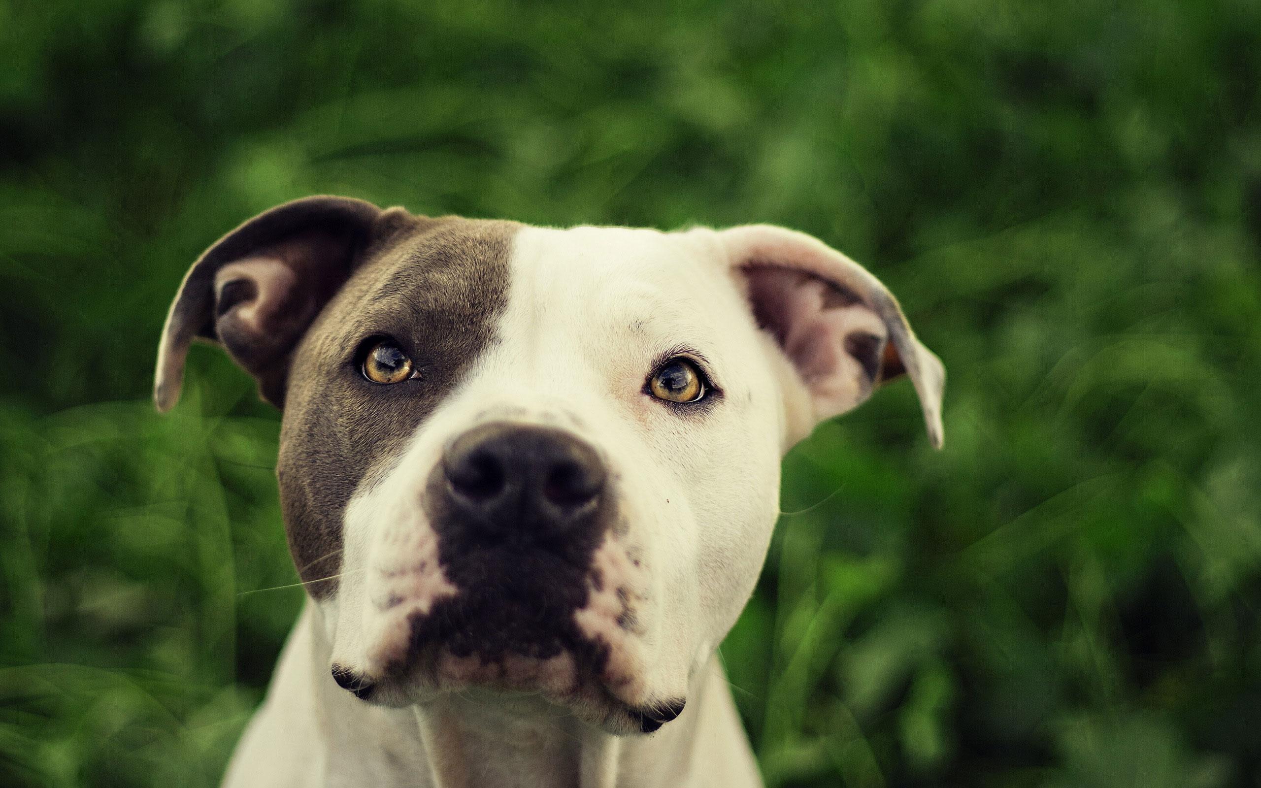 Pitbull Dogs Pack 2 Wallpaper