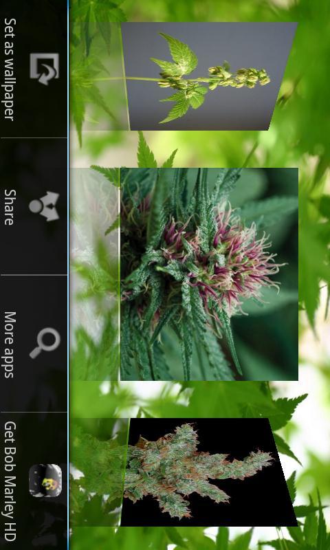 Hemp HD Wallpapers