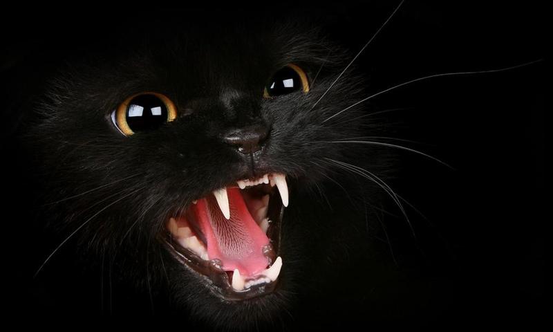 Kitten 3d wallpapers