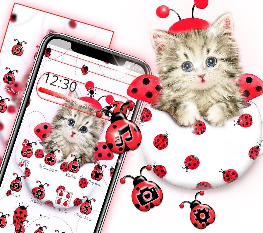 Cute Ladybird Cat Theme