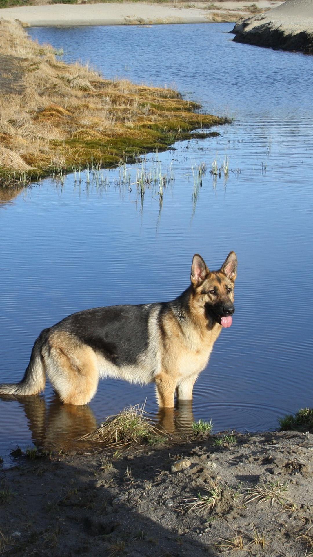 German Shepherd Wallpapers