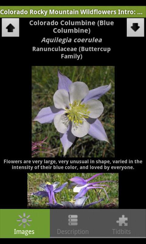 Colorado Wildflowers Intro