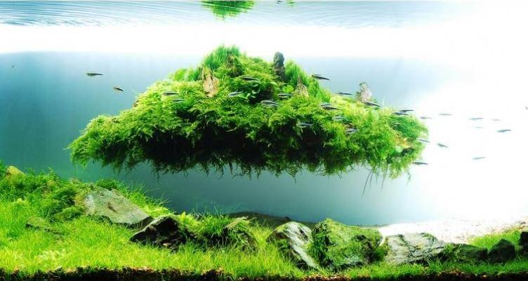Aquascape Design Galerry