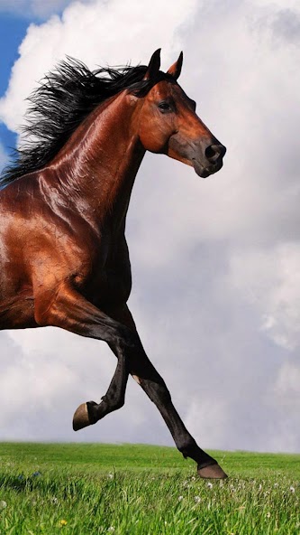 Horse Pictures Live Wallpaper