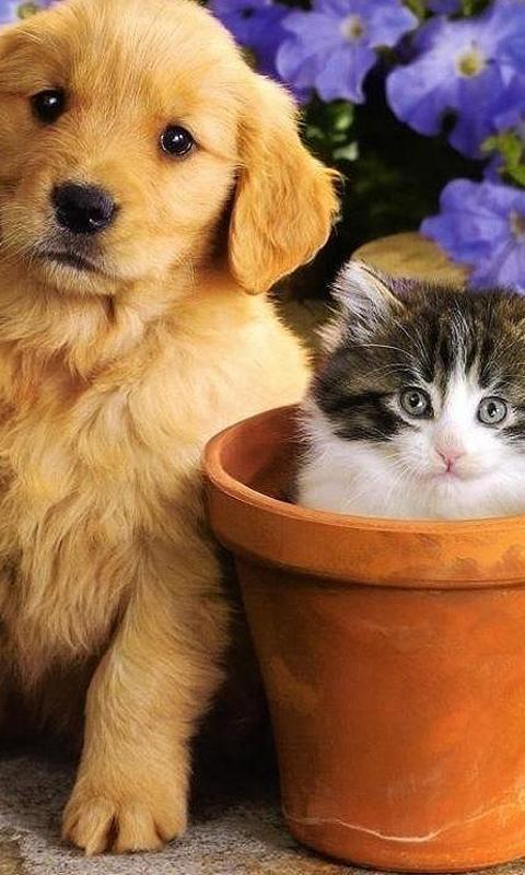 Puppy and Kitten Jigsaw Puzzle
