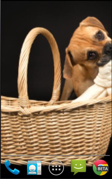 Puggle Pups Live Wallpaper