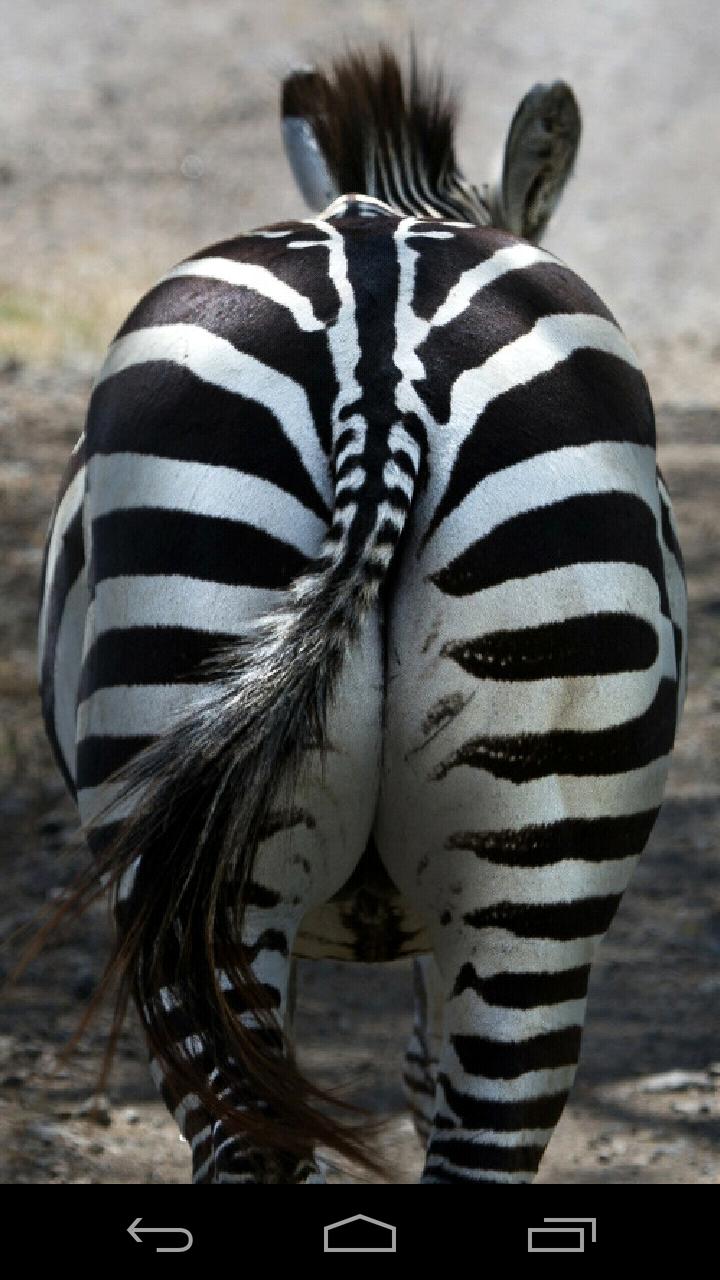 Zebra Fart