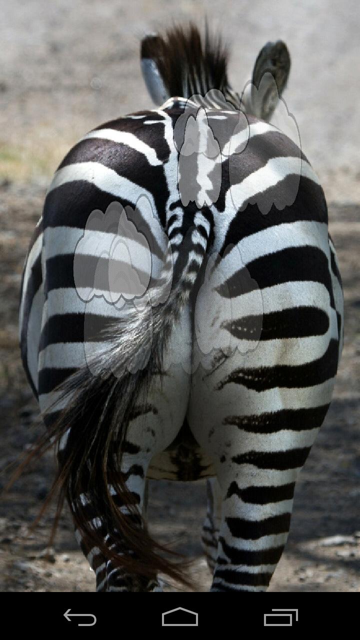 Zebra Fart