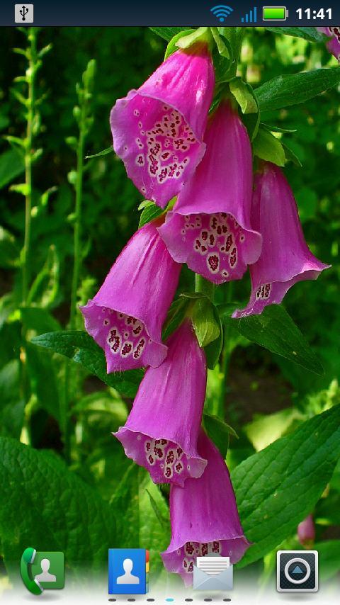Foxgloves Live Wallpaper
