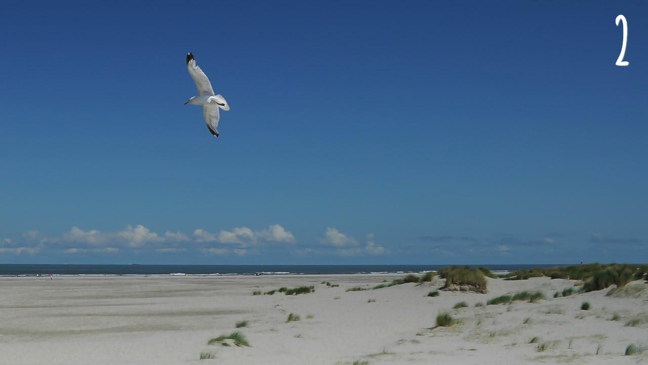 Percept - Visual Memory