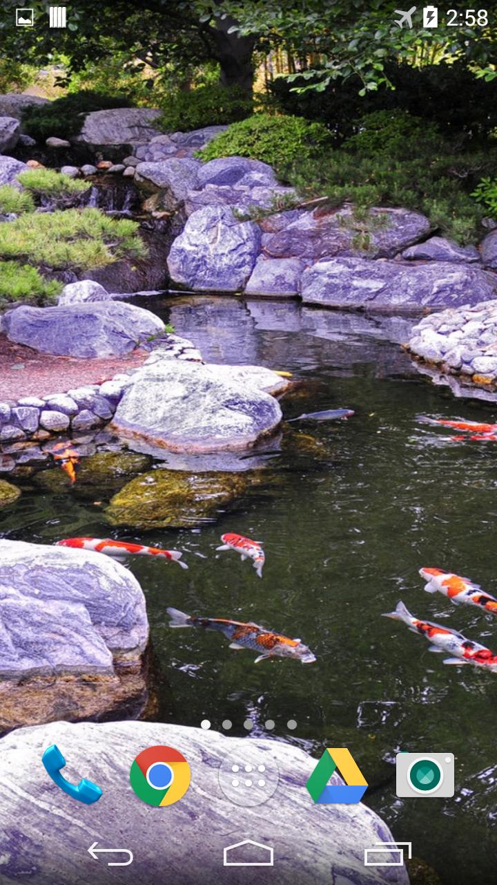 Koi 3D Live Wallpaper