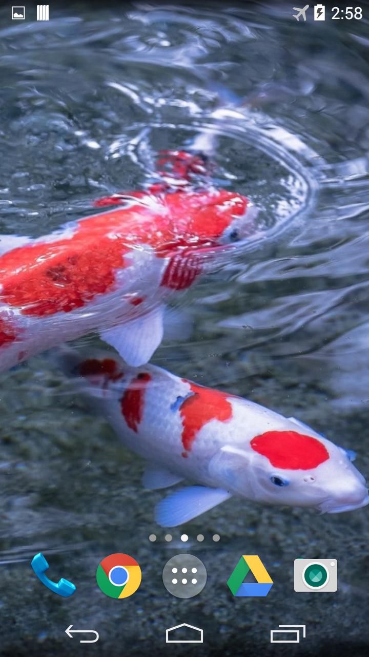 Koi 3D Live Wallpaper