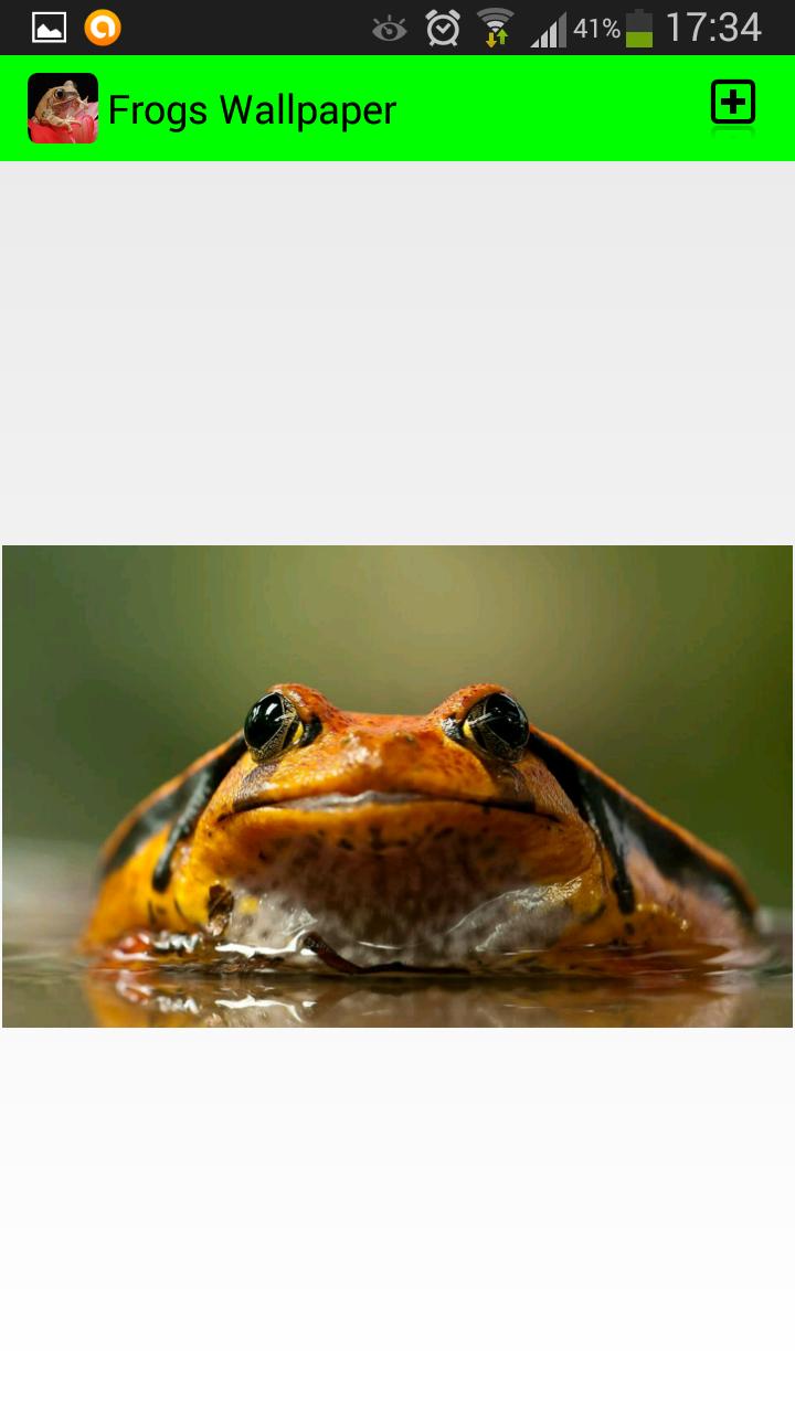 Frog Wallpapers