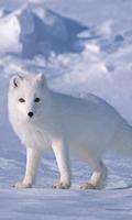 Arctic Fox Wallpapers