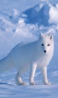 Arctic Fox Wallpapers