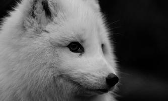 Arctic Fox Wallpapers