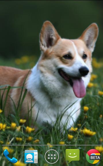 Corgi Pups Live Wallpaper