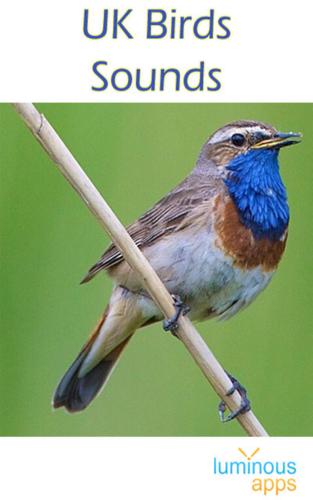 UK Birds Sounds Free