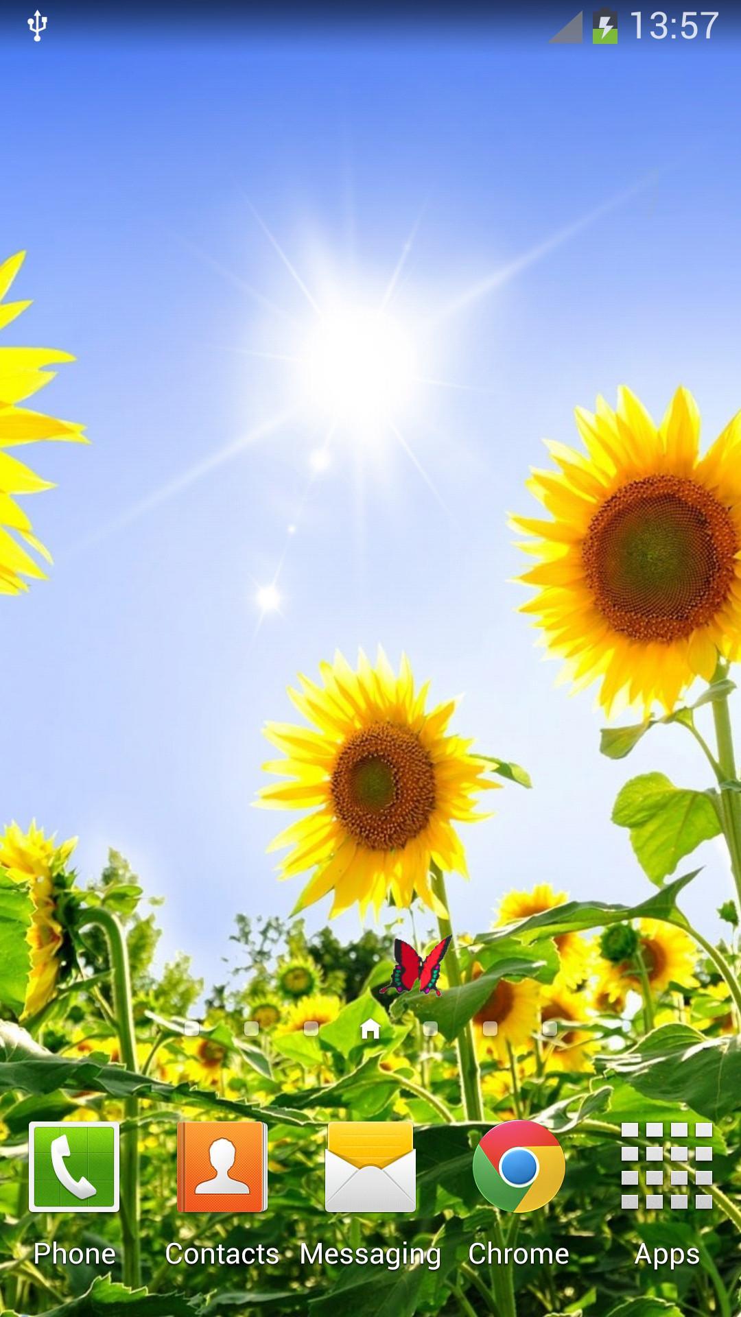 Sunflowers Live Wallpaper