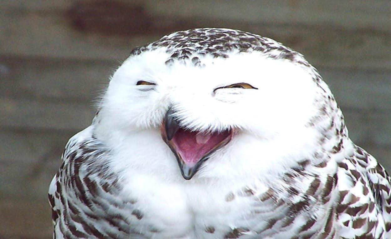 Owl HD Live Wallpaper