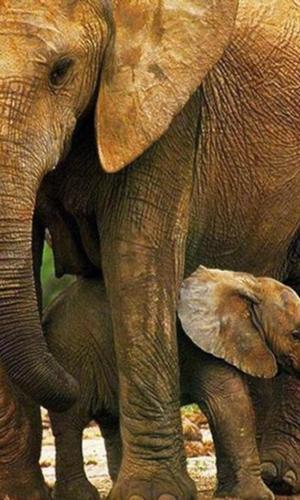 Elephant Wallpapers