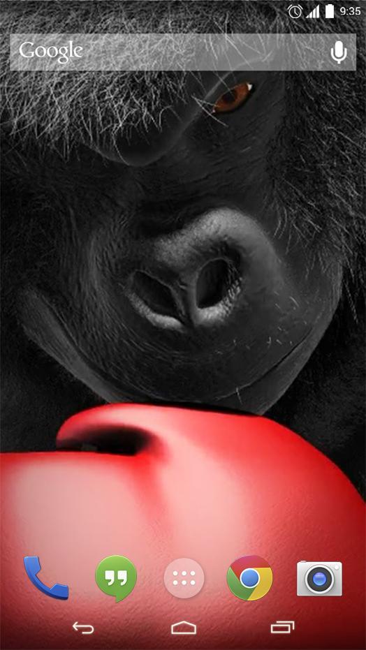 Monkey Boxing Live Wallpaper