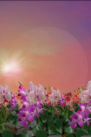Orchids Lite Live Wallpaper