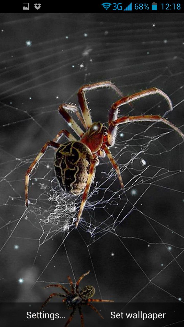 Spider Live Wallpaper