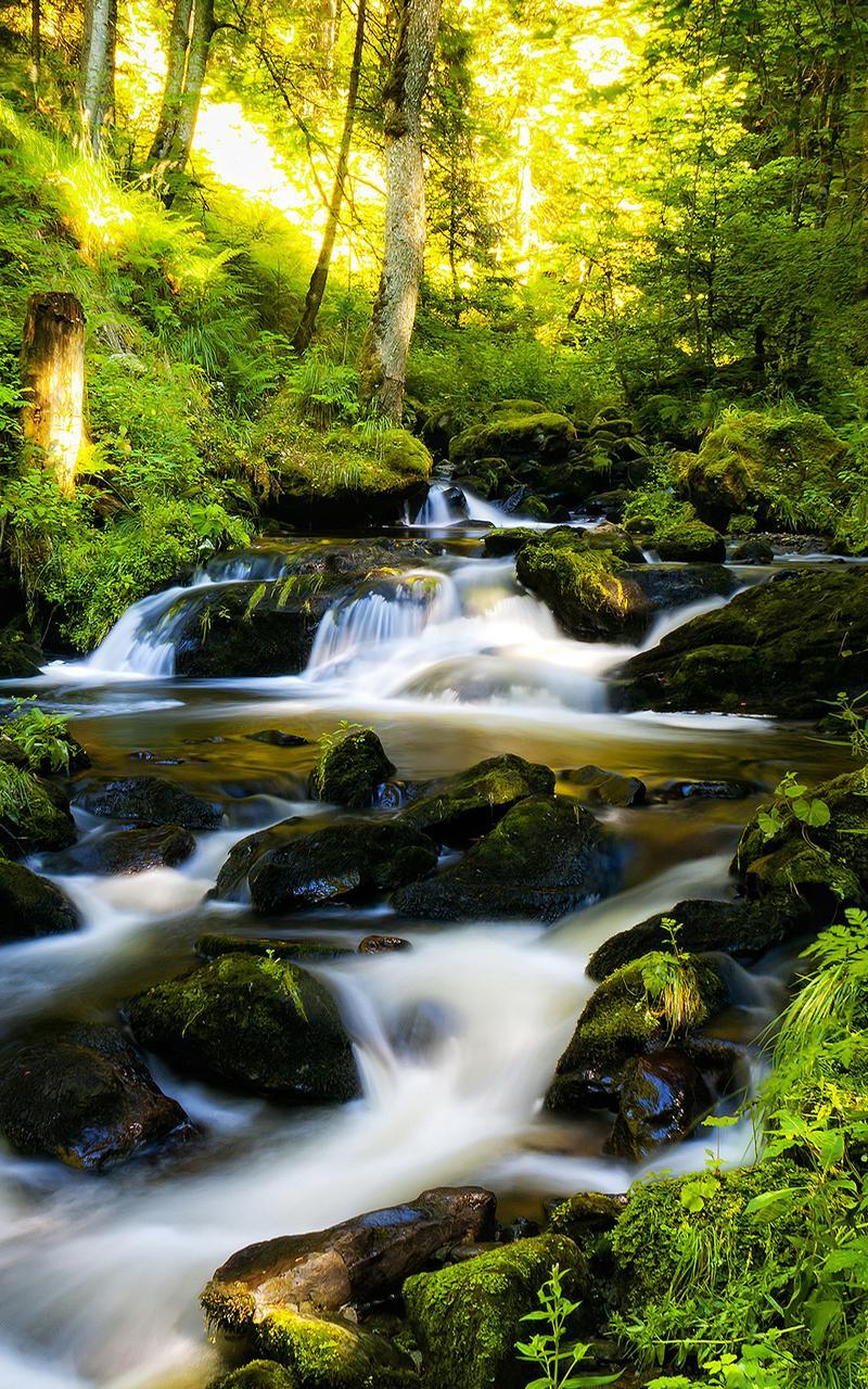 Sunny Forest Live Wallpaper